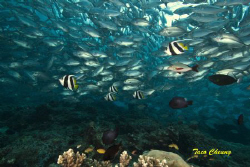 Jack Fish @ Sipadan by Taco Cheung 